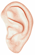 ear-42411__180-1
